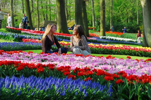Amsterdam Амстердам цвітіння тюльпанів