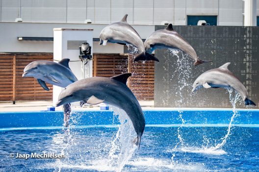 Valencia L'Oceanogràfic Валенсія музей океанографіі дельфінарій