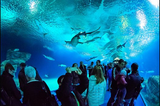 Valencia L'Oceanogràfic Валенсія музей океанографії2